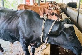 गुल्मीको सत्यवतीमा पहिलो बेत ब्याउने गाईलाई १० हजार अनुदान